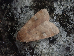 Diarsia canescens