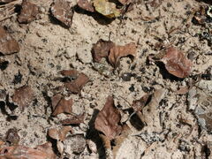 Anaxyrus terrestris