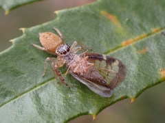 Opisthoncus polyphemus