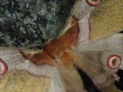 Saturnia jonasii jonasii