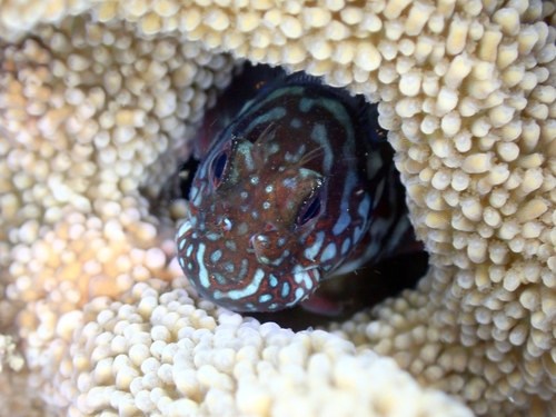 Barred blenny (Cirripectes polyzona) — Blenniidae — 4