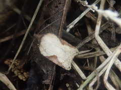 Acleris takeuchii