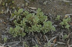 Atriplex muelleri