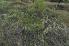 Atriplex muelleri