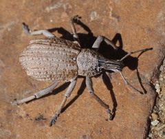 Leptopius robustus
