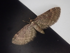 Eupithecia subfumosa