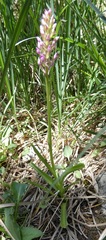 Gymnadenia