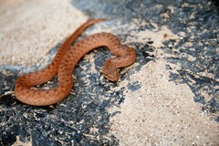 Ditypophis vivax