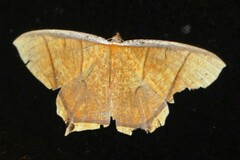 Thinopteryx crocoptera