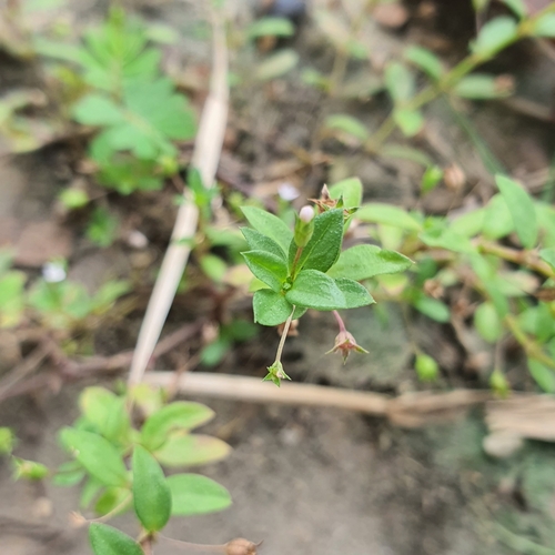 Image of Oldenlandia pumila by (c) pbsg, some rights reserved (CC BY)