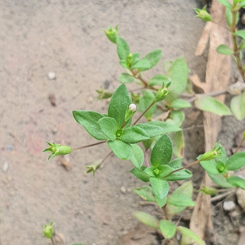 Image of Oldenlandia pumila by (c) pbsg, some rights reserved (CC BY)