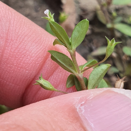 Image of Oldenlandia pumila by (c) pbsg, some rights reserved (CC BY)