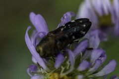 Diphucrania