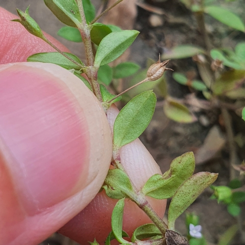 Image of Oldenlandia pumila by (c) pbsg, some rights reserved (CC BY)
