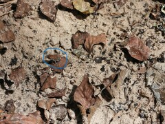 Anaxyrus terrestris