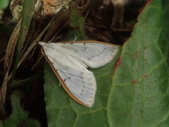 Palpita nigropunctalis