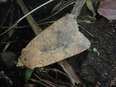 Diarsia deparca