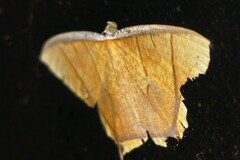 Thinopteryx crocoptera