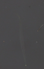 Zenarchopterus buffonis