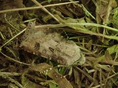 Agrotis segetum