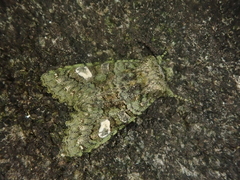 Nyctycia hoenei
