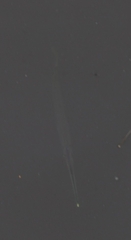 Zenarchopterus buffonis