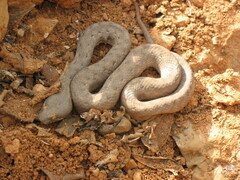 Ditypophis vivax