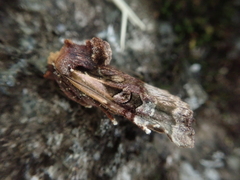 Teratoglaea pacifica