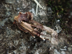 Teratoglaea pacifica