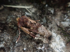 Teratoglaea pacifica