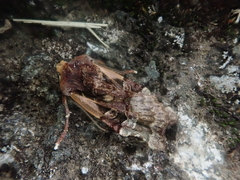 Teratoglaea pacifica