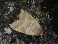Telorta acuminata