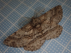 Megabiston plumosaria