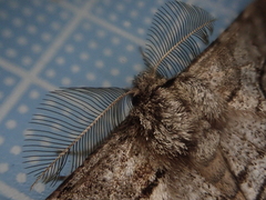 Megabiston plumosaria