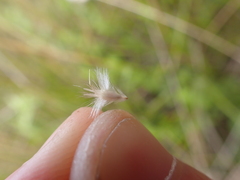 Rytidosperma carphoides