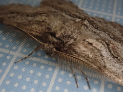 Megabiston plumosaria