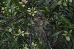 Eremophila mitchellii