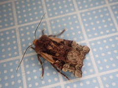 Teratoglaea pacifica