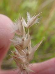 Rytidosperma carphoides