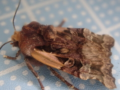 Teratoglaea pacifica