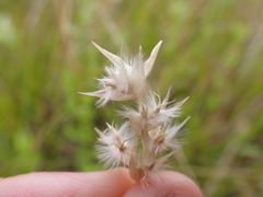 Rytidosperma carphoides