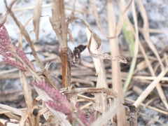 Heliothela