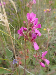 Pelargonium rodneyanum