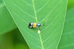 Nemophora
