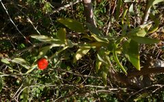 Osyris lanceolata