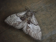 Phalerodonta manleyi