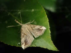 Hypena pulverulenta