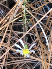 Ionactis linariifolia