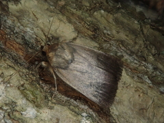 Amphipyra livida