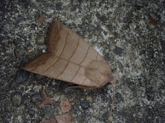 Eupsilia quadrilinea